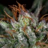 заказать семена конопли почтой Auto Hindu Kush feminised заказать семена конопли почтой Auto Hindu Kush feminised