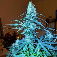 Anesthesia regular Ganja Seeds
