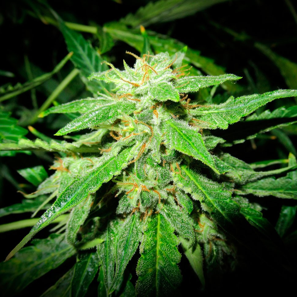 купить семена конопли Auto OG Kush feminised купить семена конопли Auto OG Kush feminised