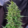 купить семена конопли Deathlok feminised в Украине купить семена конопли Deathlok feminised в Украине