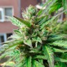 заказ семян конопли Deathlok feminised заказ семян конопли Deathlok feminised