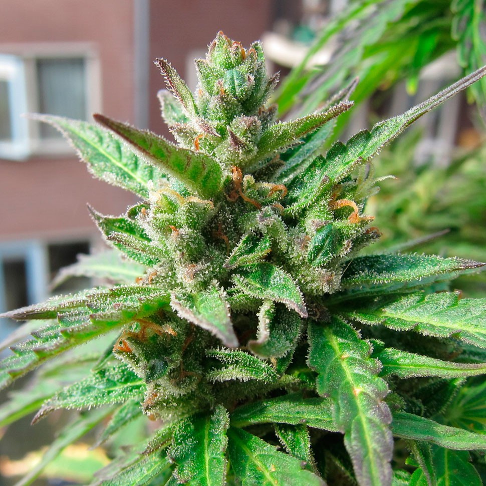 заказ семян конопли Deathlok feminised заказ семян конопли Deathlok feminised