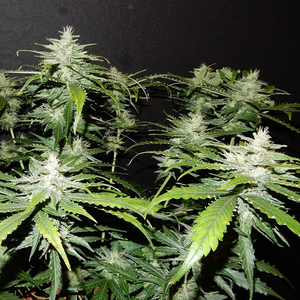 Семена  Stress Brake feminised Neuro Seeds