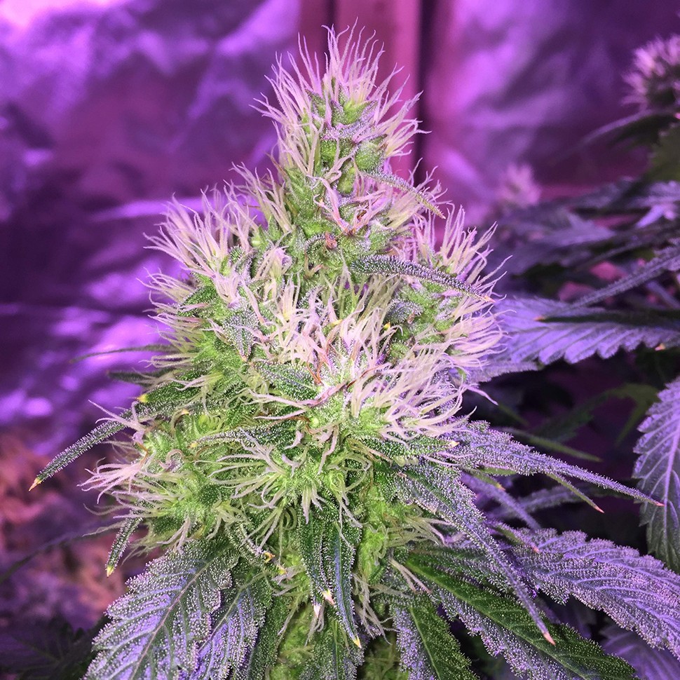 семена конопли курьером Auto Northern Lights feminised Victory Seeds семена конопли курьером Auto Northern Lights feminised Victory Seeds