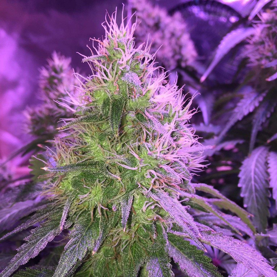 семена конопли для курения Auto Northern Lights feminised Victory Seeds семена конопли для курения Auto Northern Lights feminised Victory Seeds