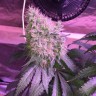 семена конопли для выращивания Auto Northern Lights feminised Victory Seeds семена конопли для выращивания Auto Northern Lights feminised Victory Seeds