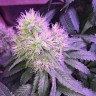 заказ семян конопли Нур-Султан Auto Northern Lights feminised Victory Seeds заказ семян конопли Нур-Султан Auto Northern Lights feminised Victory Seeds