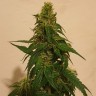 семена конопли Gelato feminised Ganja Seeds семена конопли Gelato feminised Ganja Seeds