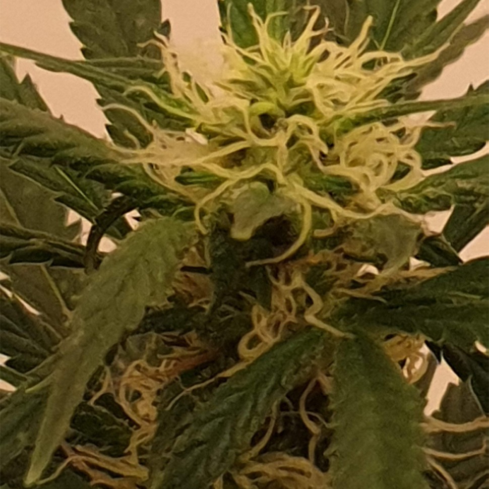 качественные семена конопли Gelato feminised Ganja Seeds качественные семена конопли Gelato feminised Ganja Seeds