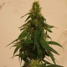 семена конопли в Казахстане Gelato feminised Ganja Seeds семена конопли в Казахстане Gelato feminised Ganja Seeds