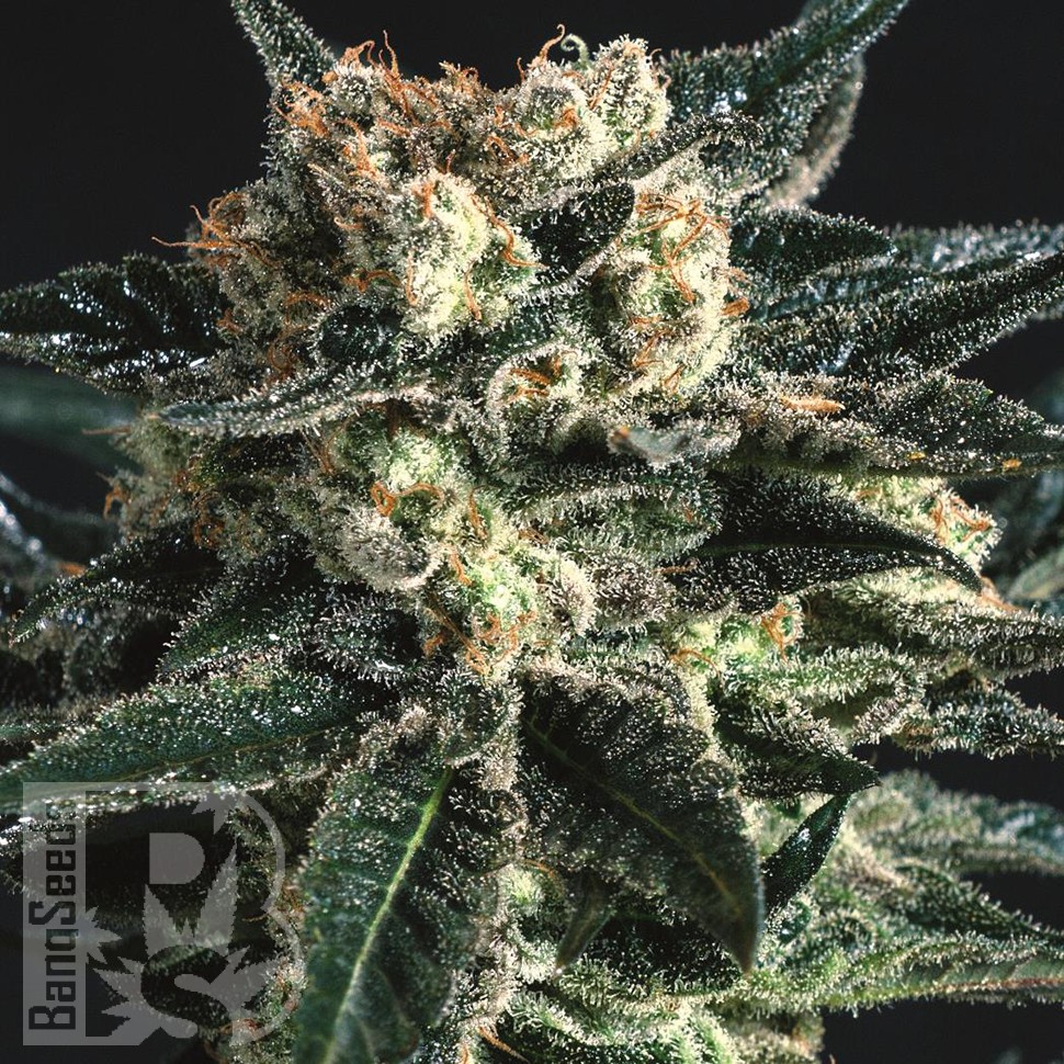 Купить семена AK Skunk feminised Ganja Seeds Купить семена AK Skunk feminised Ganja Seeds
