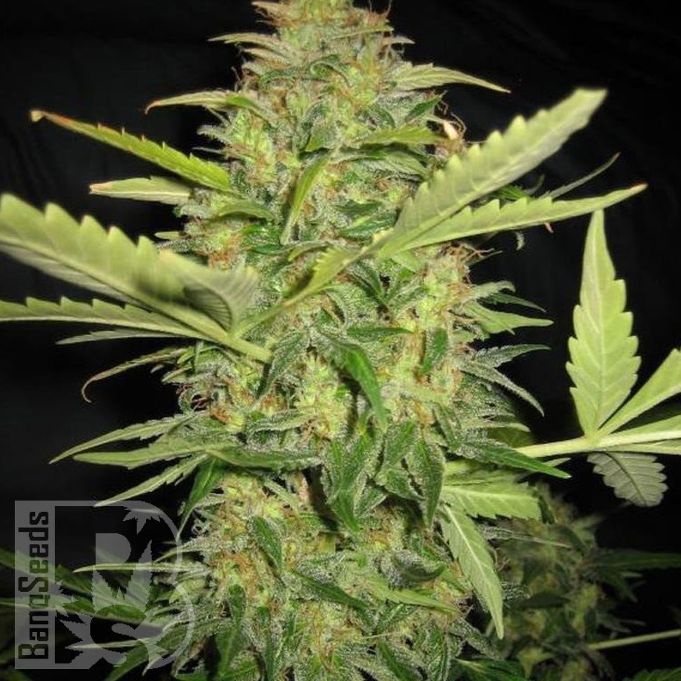 Семена каннабиса AK Skunk feminised Ganja Seeds