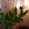 Critical Jack feminised Ganja Seeds Critical Jack feminised Ganja Seeds