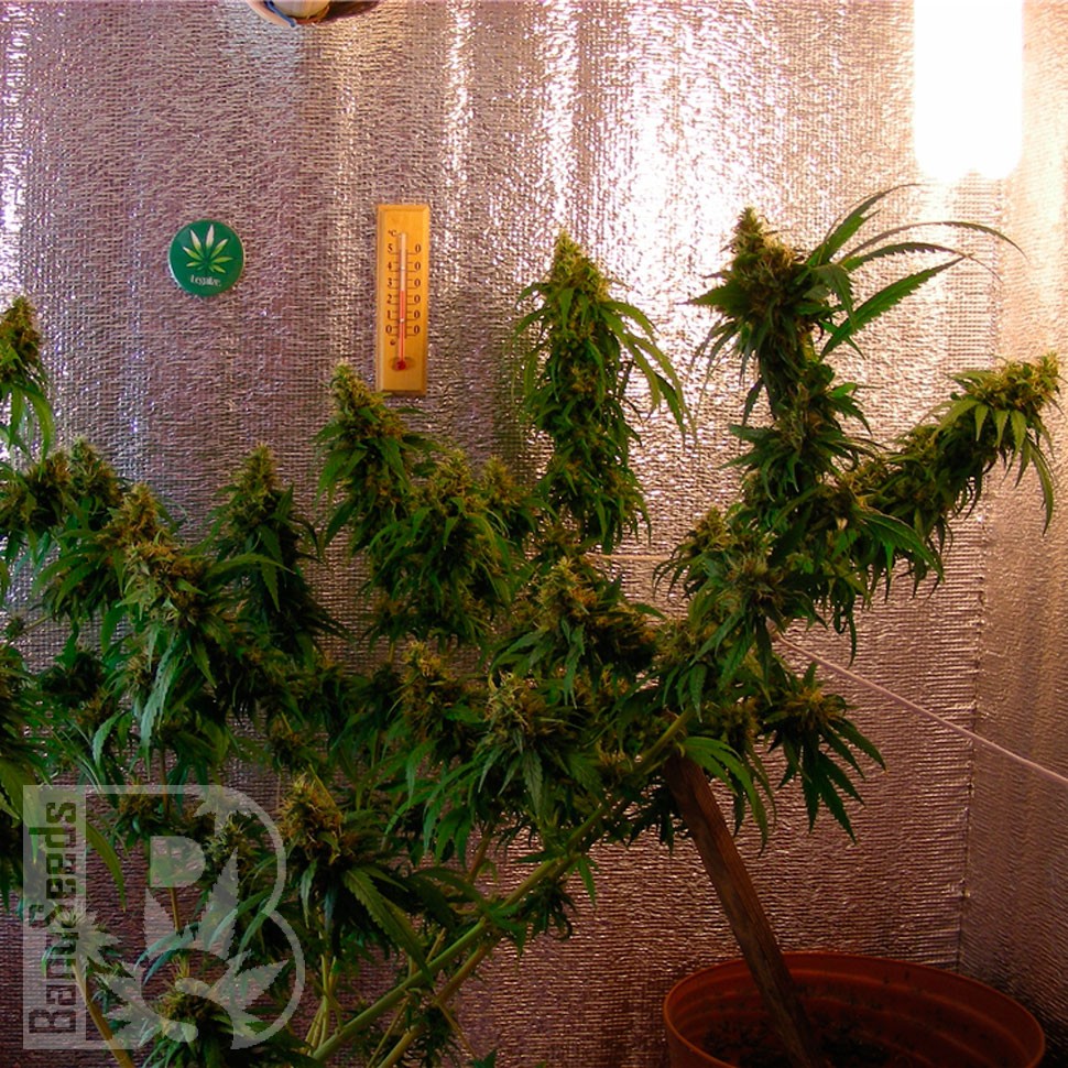 Critical Jack feminised Ganja Seeds