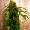 Critical Jack feminised Ganja Seeds Critical Jack feminised Ganja Seeds