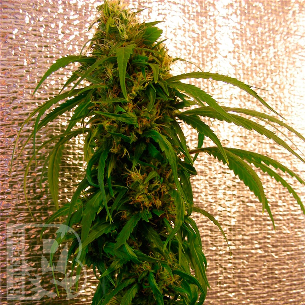 Critical Jack feminised Ganja Seeds Critical Jack feminised Ganja Seeds