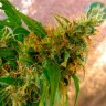 Critical Jack feminised Ganja Seeds Critical Jack feminised Ganja Seeds