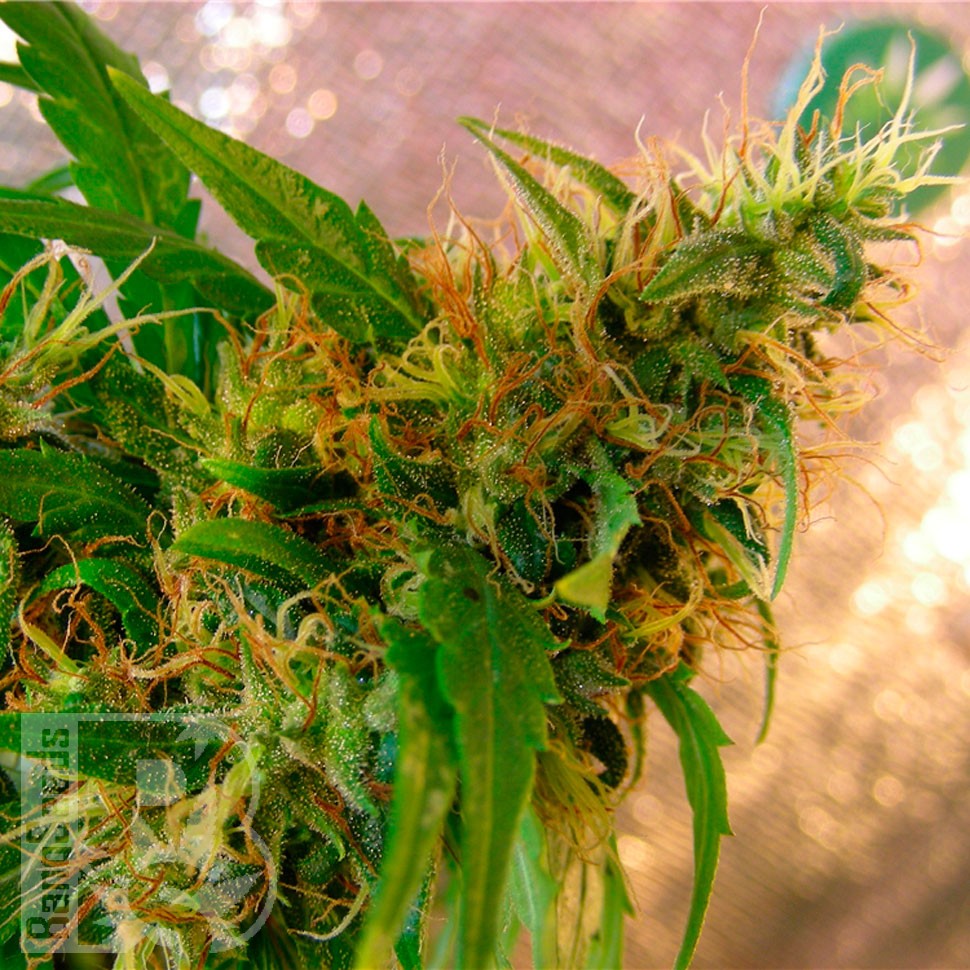 Critical Jack feminised Ganja Seeds Critical Jack feminised Ganja Seeds