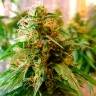Critical Jack feminised Ganja Seeds Critical Jack feminised Ganja Seeds