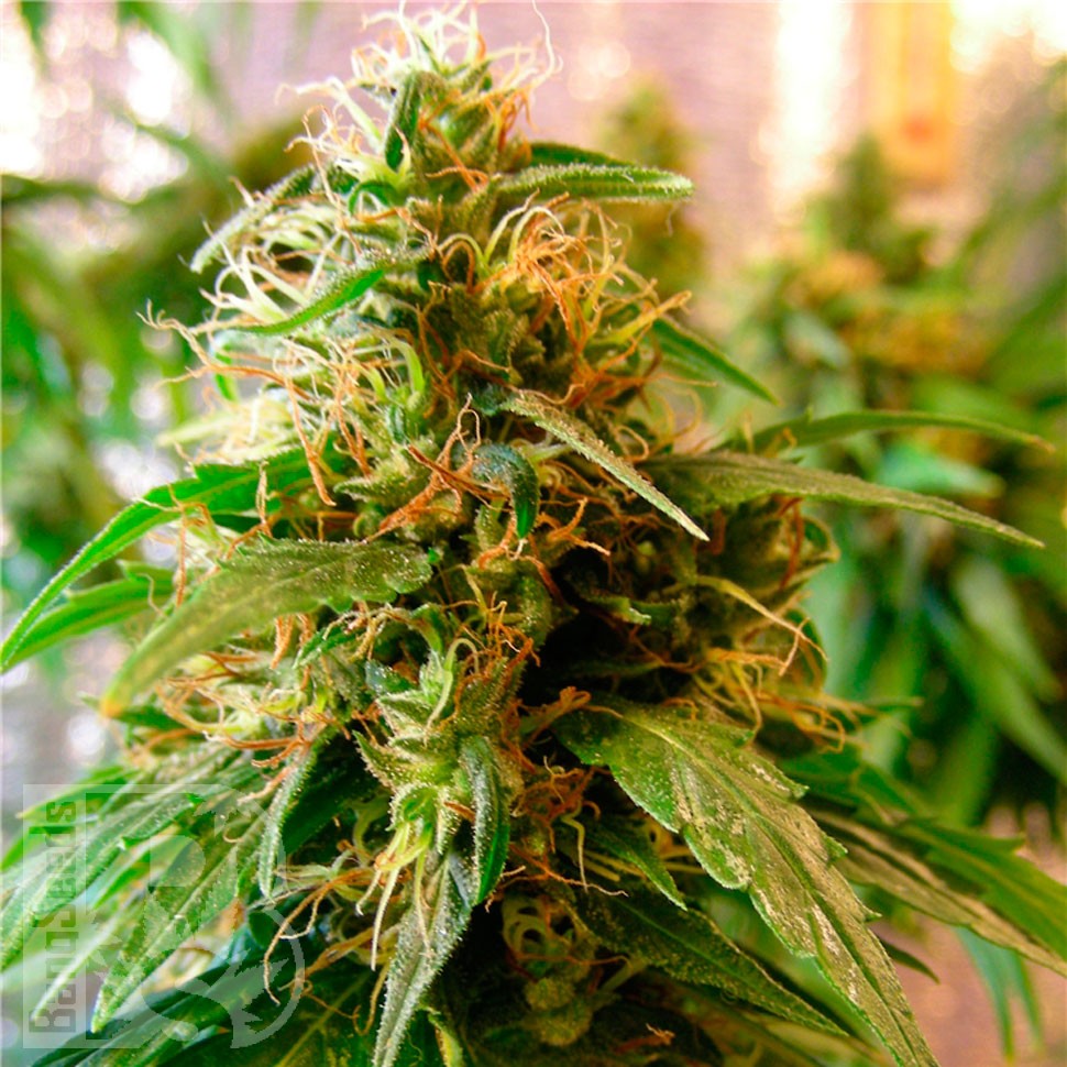 Critical Jack feminised Ganja Seeds Critical Jack feminised Ganja Seeds