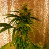Critical Jack feminised Ganja Seeds Critical Jack feminised Ganja Seeds