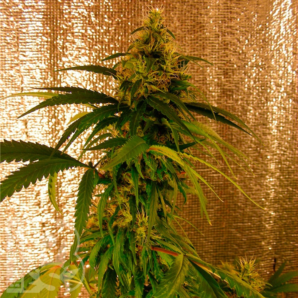 Critical Jack feminised Ganja Seeds Critical Jack feminised Ganja Seeds