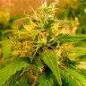 Critical Jack feminised Ganja Seeds Critical Jack feminised Ganja Seeds