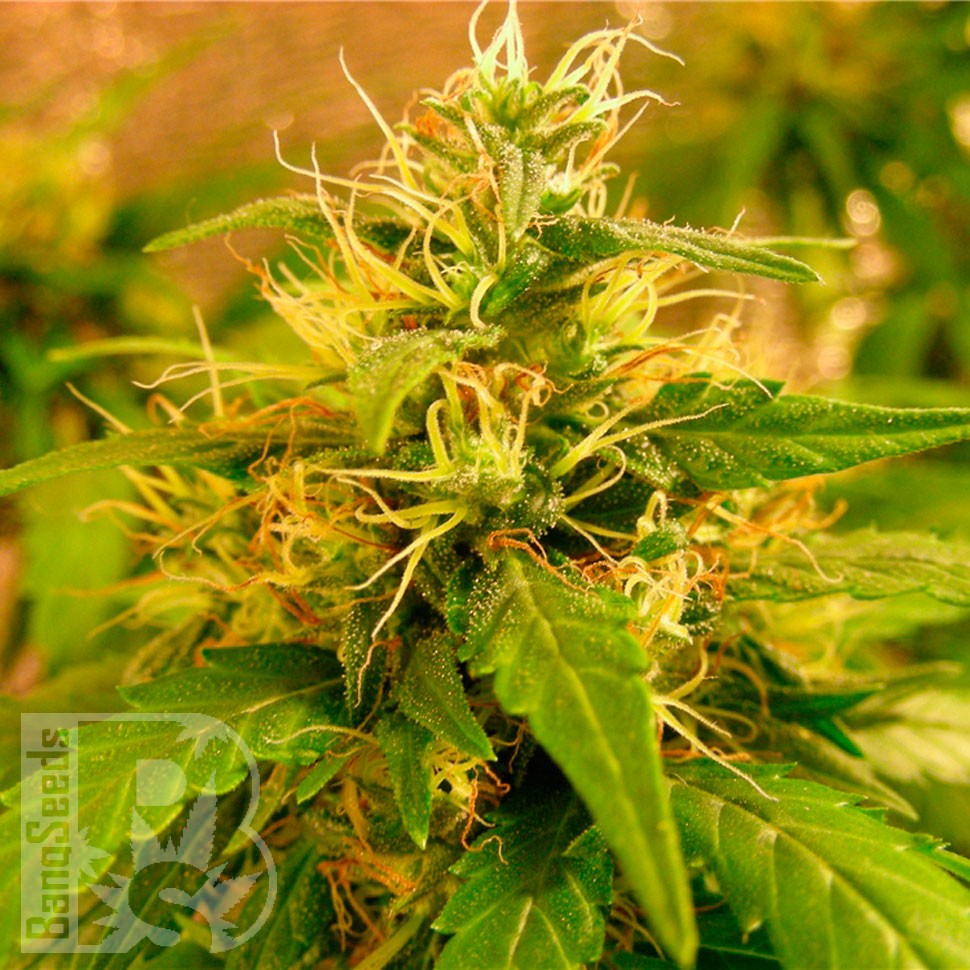Critical Jack feminised Ganja Seeds Critical Jack feminised Ganja Seeds