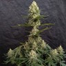 Critical Jack feminised Ganja Seeds Critical Jack feminised Ganja Seeds