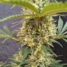 Critical Jack feminised Ganja Seeds Critical Jack feminised Ganja Seeds