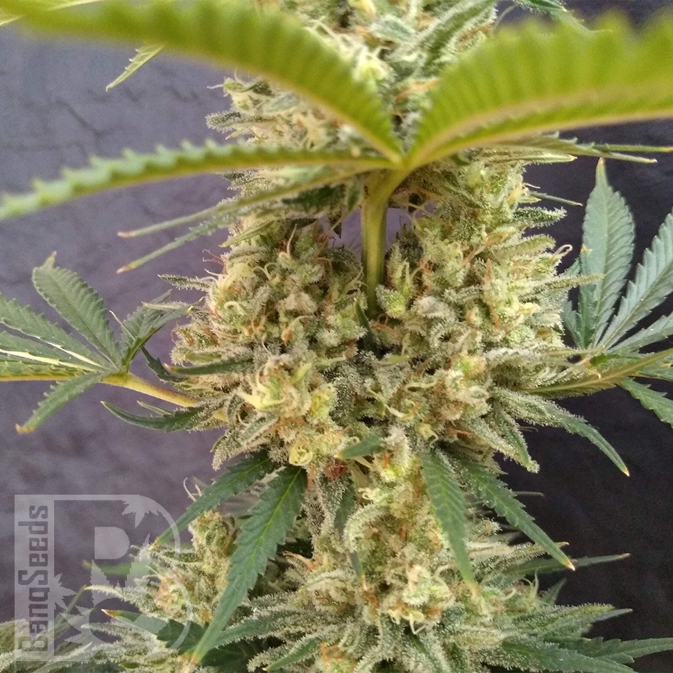 Critical Jack feminised Ganja Seeds Critical Jack feminised Ganja Seeds