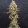 Critical Jack feminised Ganja Seeds Critical Jack feminised Ganja Seeds