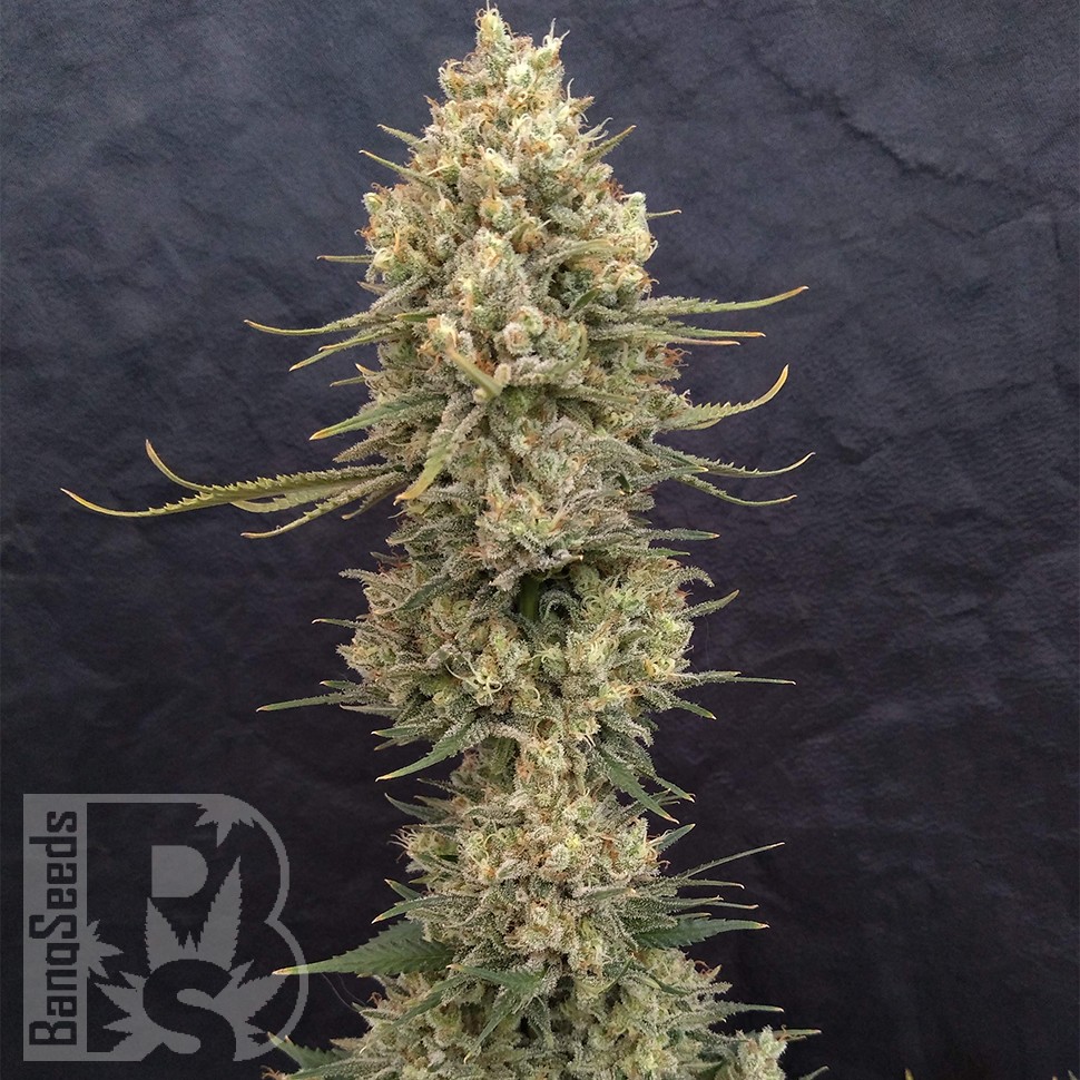 Critical Jack feminised Ganja Seeds Critical Jack feminised Ganja Seeds