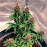 Семена марихуаны Auto Black Opium feminised Ganja Seeds Семена марихуаны Auto Black Opium feminised Ganja Seeds