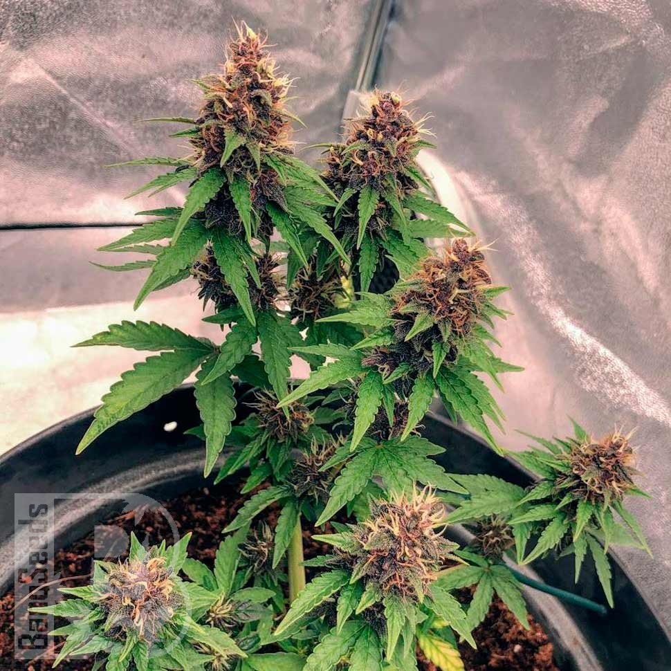 Семена марихуаны Auto Black Opium feminised Ganja Seeds