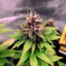 Семена марихуаны Auto Black Opium feminised Ganja Seeds Семена марихуаны Auto Black Opium feminised Ganja Seeds