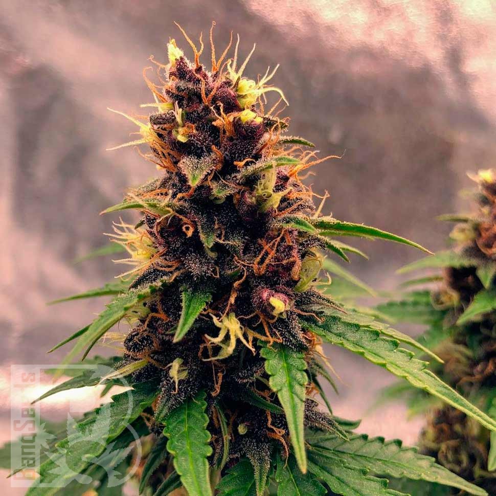 Семена марихуаны Auto Black Opium feminised Ganja Seeds Семена марихуаны Auto Black Opium feminised Ganja Seeds