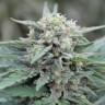 Auto Lemon Skunk feminised Ganja Seeds