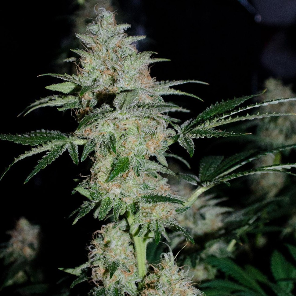 купить семена конопли в интернете Nibiru-47 reg купить семена конопли в интернете Nibiru-47 reg