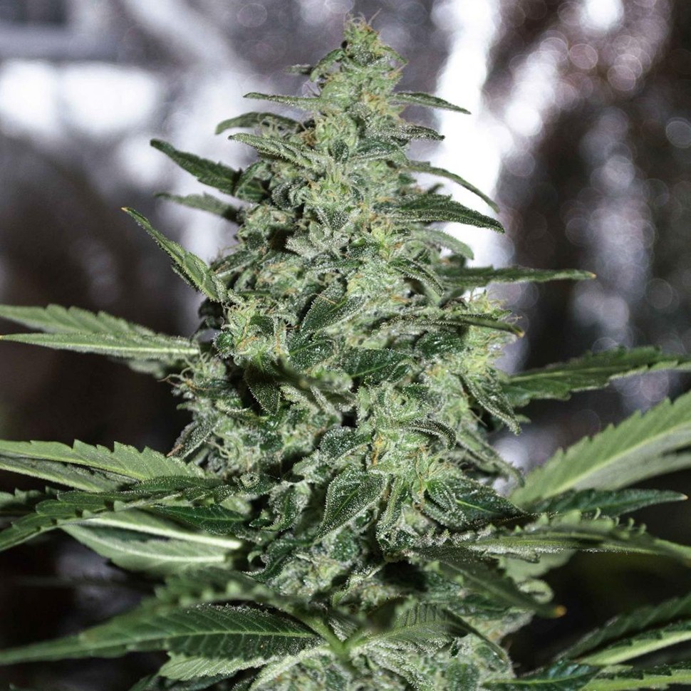 семена конопли скороспелый купить Nibiru-47 reg семена конопли скороспелый купить Nibiru-47 reg