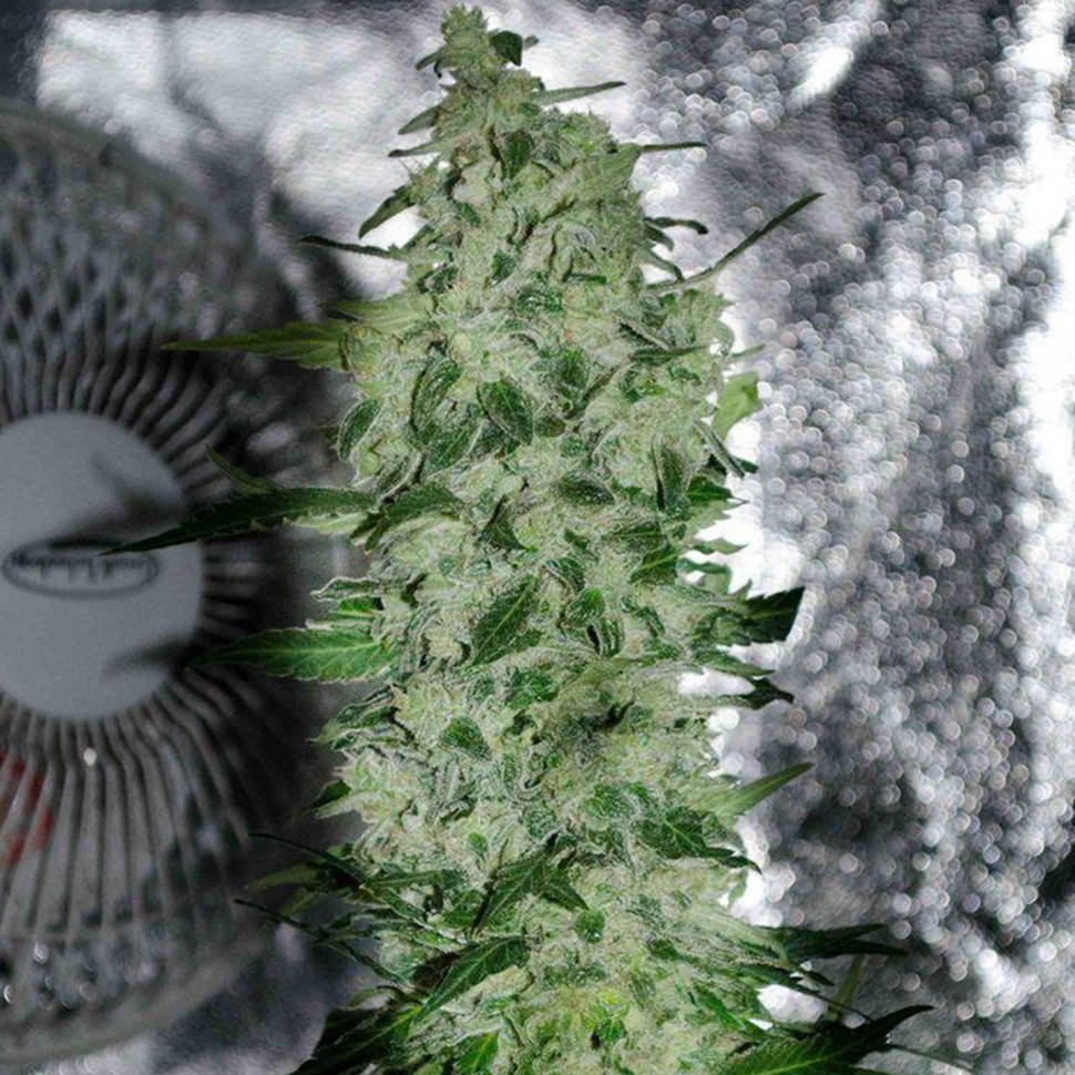 Семена конопли Nibiru-47 regular Ganja Seeds