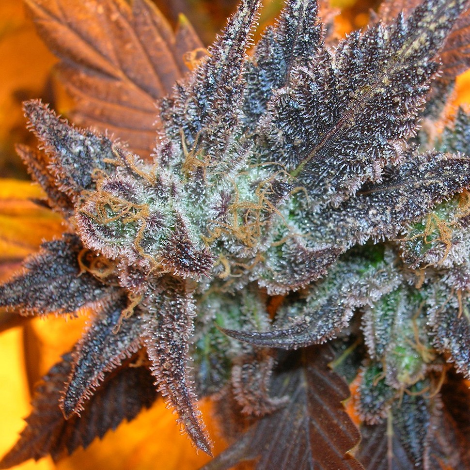 Семена конопли Auto Purple feminised Ganja Seeds