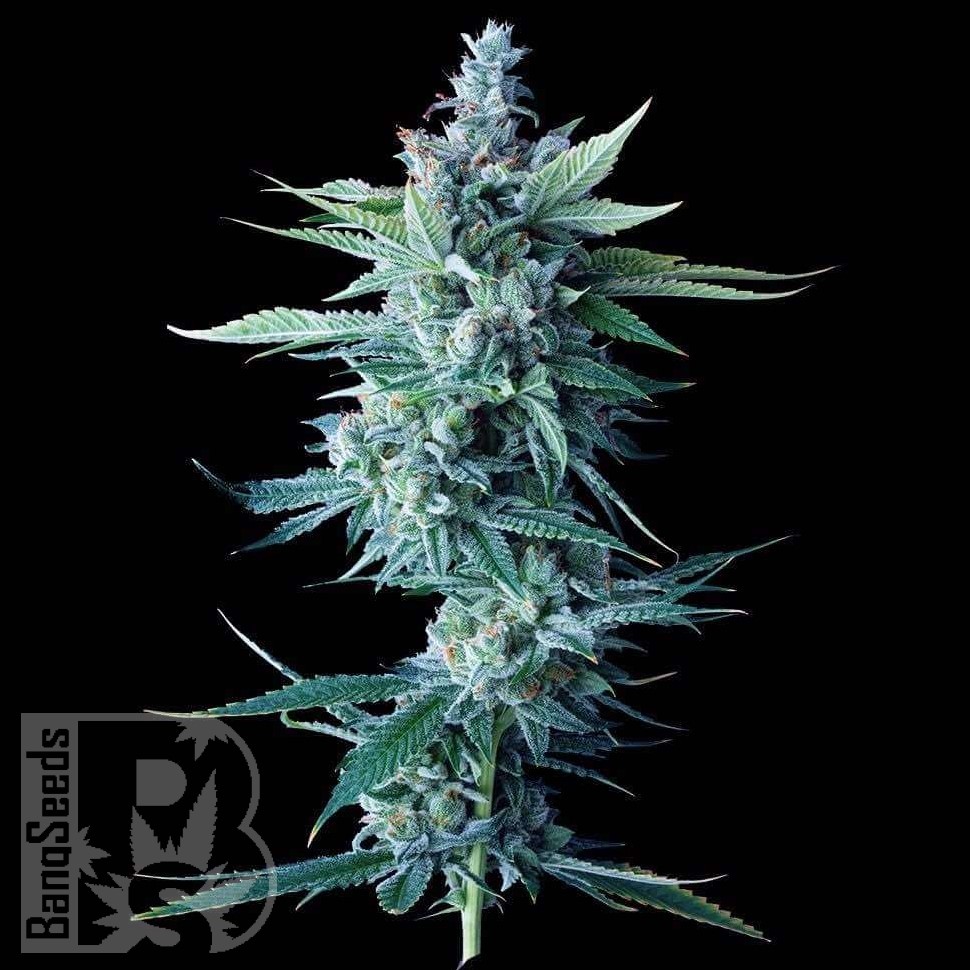Семена ганжа Astana City feminised Bang Seeds Семена ганжа Astana City feminised Bang Seeds
