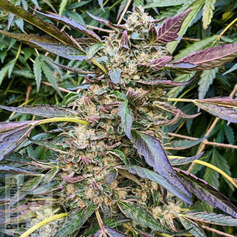 Семена ганжа Astana City feminised Bang Seeds Семена ганжа Astana City feminised Bang Seeds