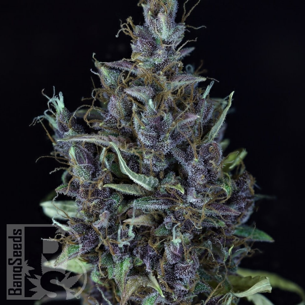 Семена ганжа Astana City feminised Bang Seeds Семена ганжа Astana City feminised Bang Seeds