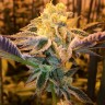 фотопериодные сорта конопли Girl Scout Cookies feminised Ganja Seeds фотопериодные сорта конопли Girl Scout Cookies feminised Ganja Seeds