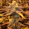феминизированные сорта конопли Girl Scout Cookies feminised Ganja Seeds феминизированные сорта конопли Girl Scout Cookies feminised Ganja Seeds