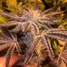Семена конопли Girl Scout Cookies feminised Ganja Seeds Семена конопли Girl Scout Cookies feminised Ganja Seeds