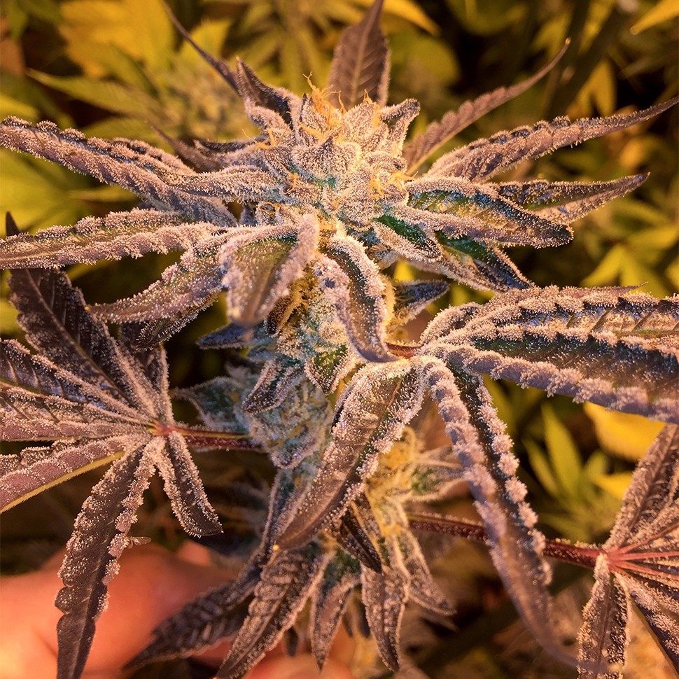 Семена конопли Girl Scout Cookies feminised Ganja Seeds Семена конопли Girl Scout Cookies feminised Ganja Seeds