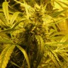 Семена Amazon Brazil feminised Ganja Seeds Семена Amazon Brazil feminised Ganja Seeds